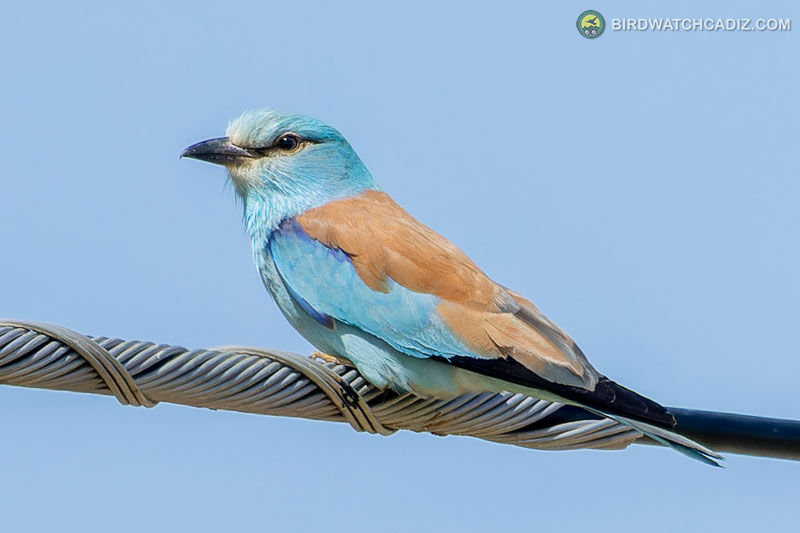 Blue and brown bird perched on a cable against a clear blue sky.