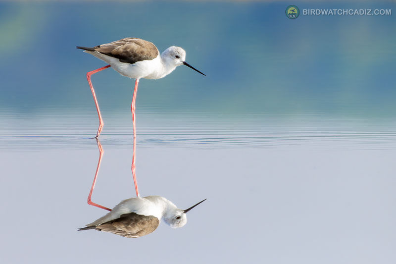 Steltkluut met lange roze poten loopt op glad wateroppervlak, weerspiegeld in het water.