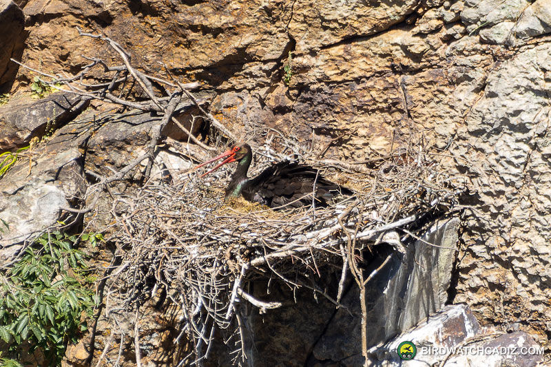 A black stork sits in a nest on a rocky cliff. The cliff is brown with sparse green plants.