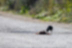 Jackdaw cleaning up roadkill