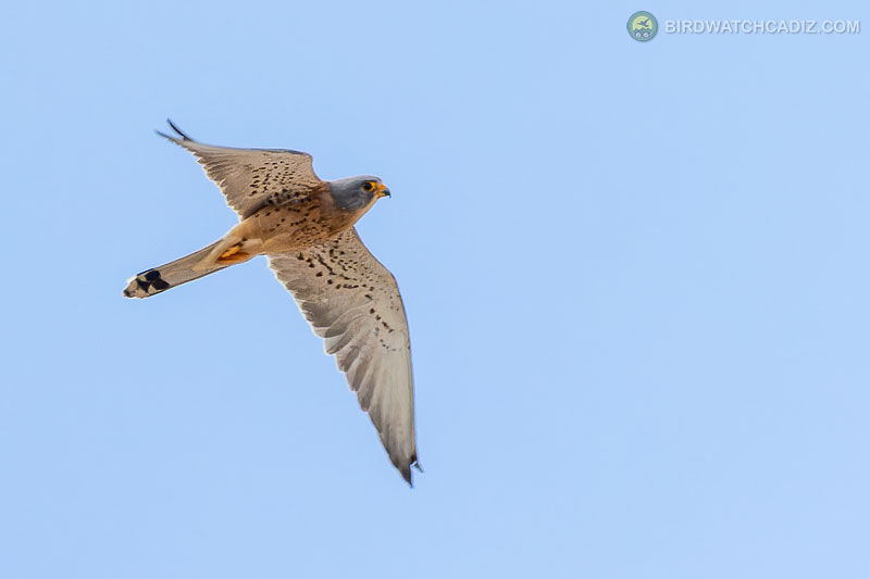 Kestrel gliding against a clear blue sky.