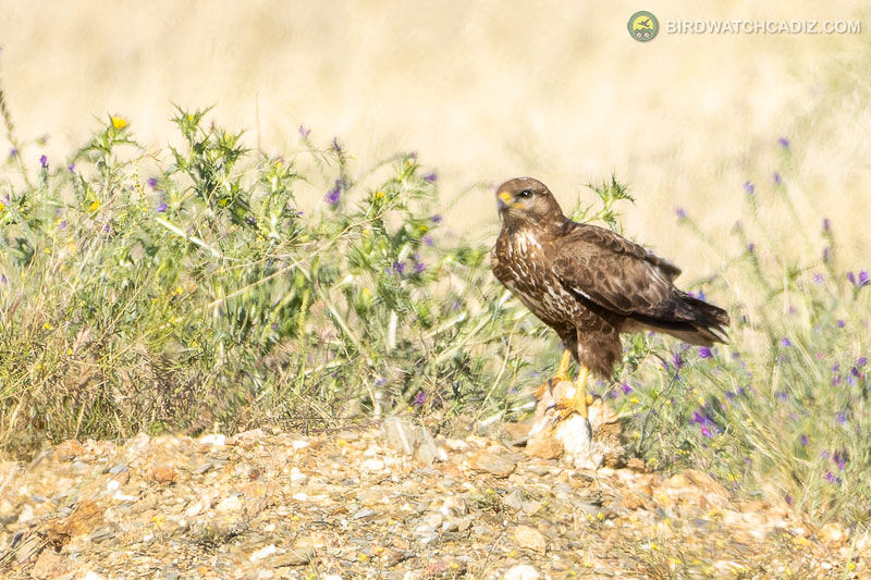 A Buzzard stands on rocky ground, surrounded by green plants with purple flowers, in a sunlit field.