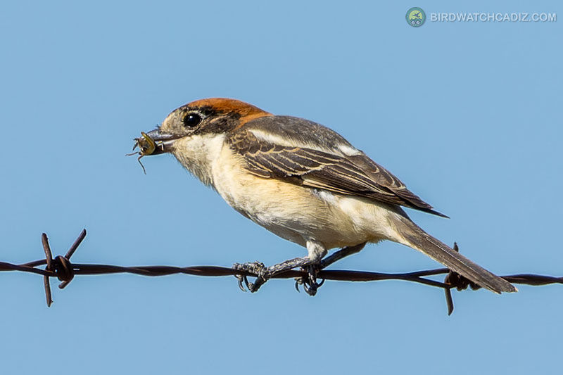 Bird perched on barbed wire holding an insect, against a clear blue sky.