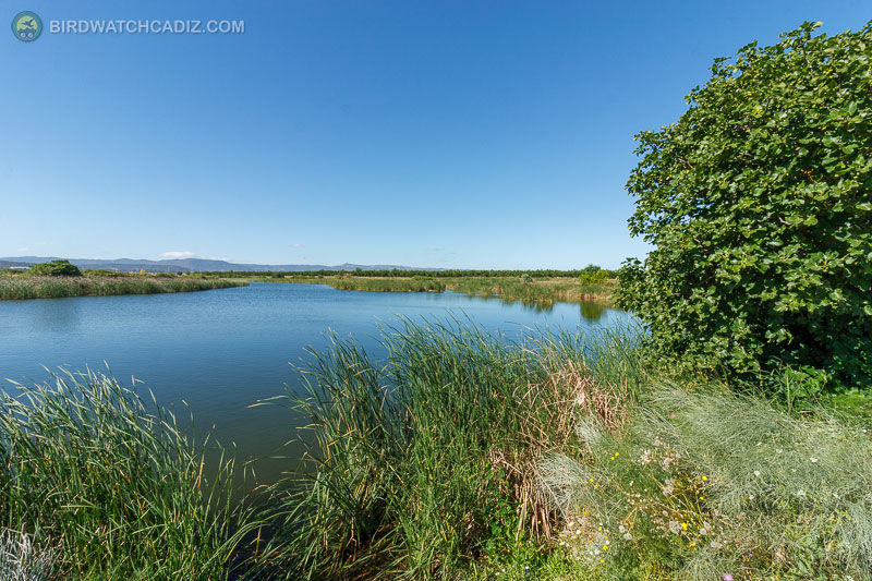 Calm wetland lake with reeds and a leafy tree under a clear blue sky.
