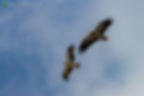 Booted Eagle flies next to Egyptian Vulture
