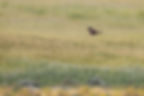 Marsh Harrier flying low over the fields