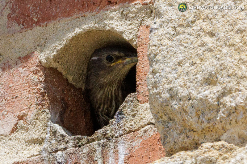 Bird peeks from a hole in a brick wall. Stone and brick textures surround the opening.