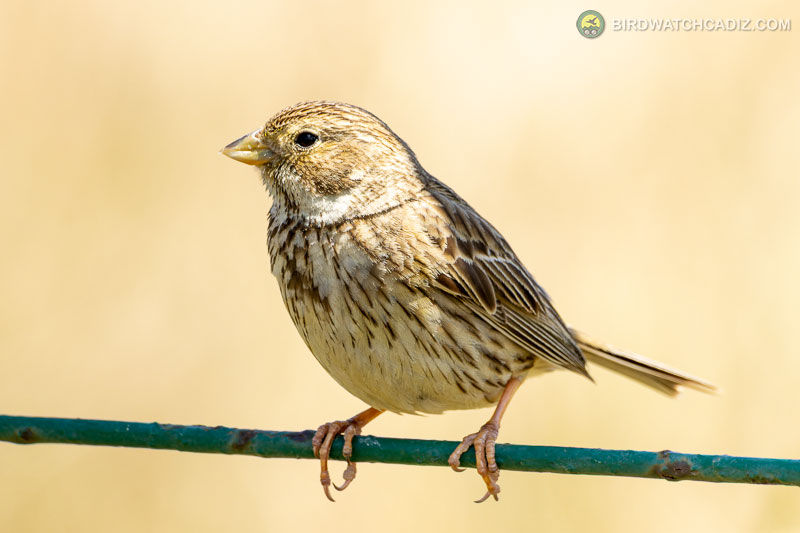 Small brown streaked bird perches on a blue-green wire against a soft beige background.