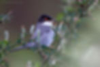 Sardinian Warbler on a branch