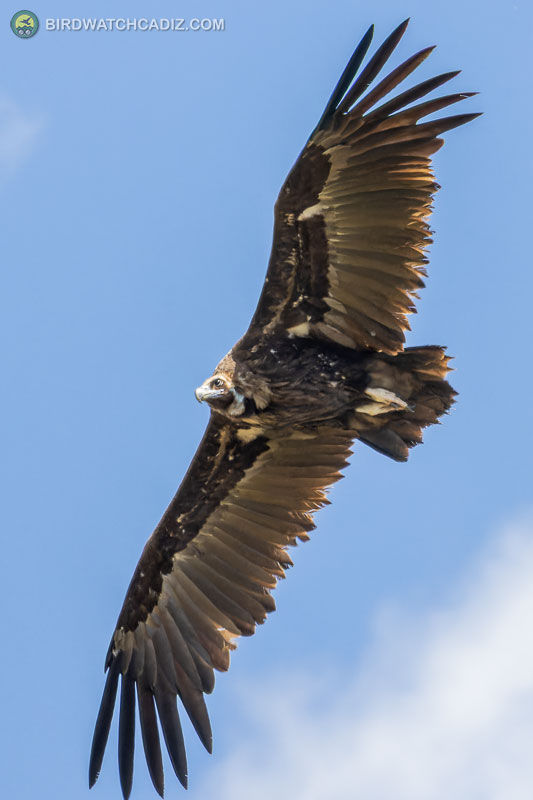 Vulture soaring with spread wings against a clear blue sky.