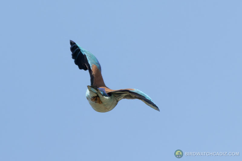 Colourful bird in flight against a clear blue sky, wings outstretched showing vibrant hues of blue and brown.