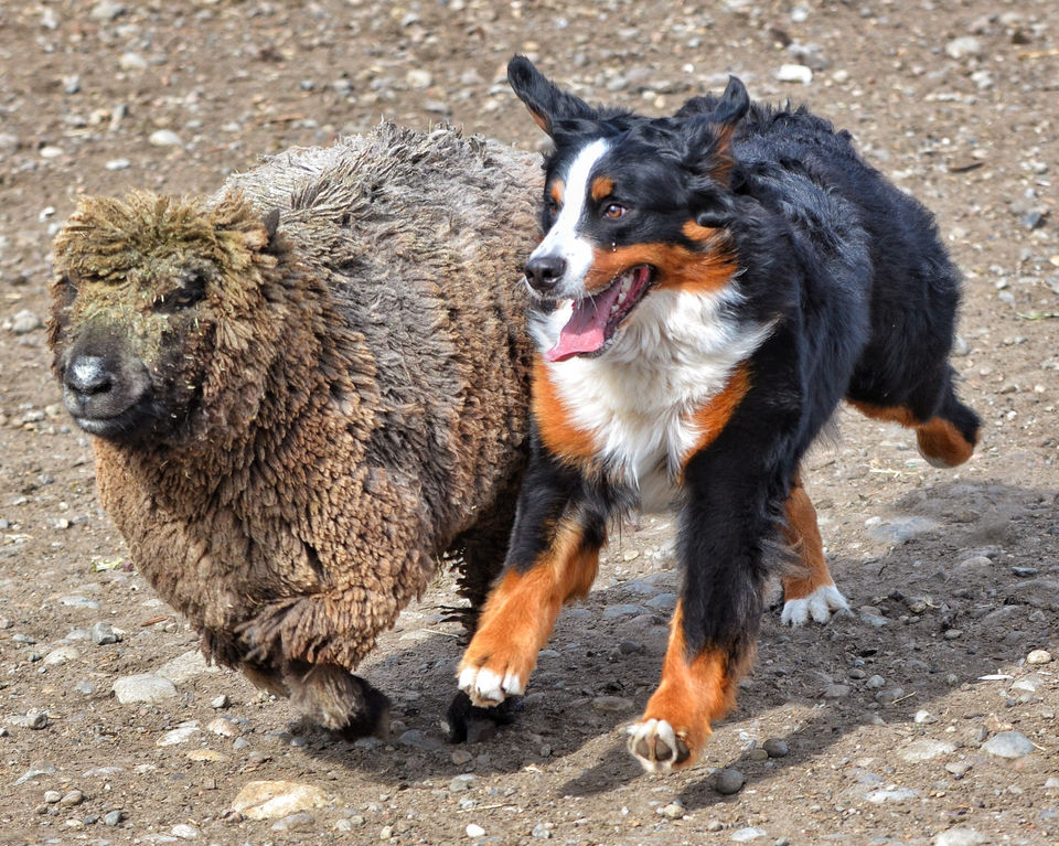 working dogs.jpg
