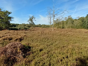 Bucklebury Common Surveys