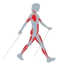 marche nordique, muscle, nordic walking, cindy randonnez