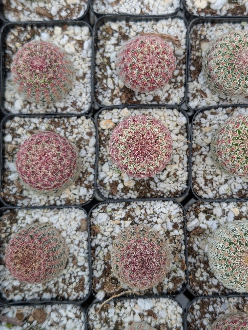 Thumbnail: Echinocereus Rigidissumis 