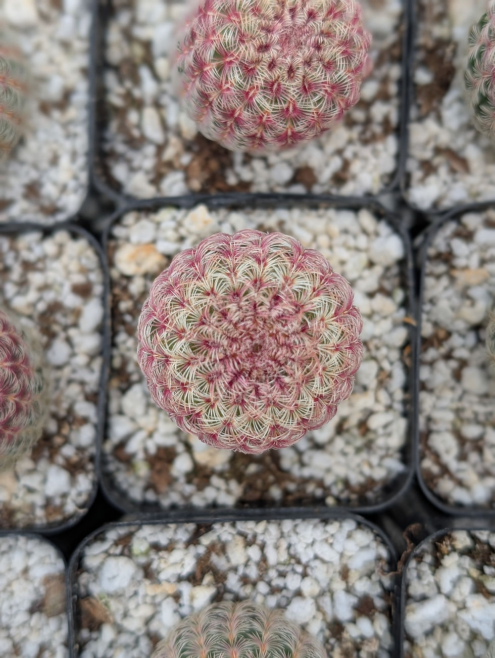 Thumbnail: Echinocereus Rigidissumis 