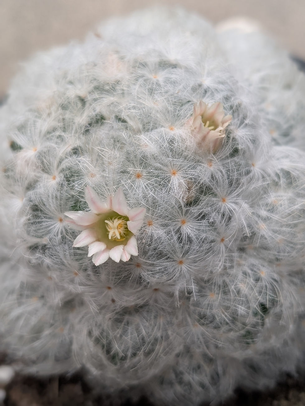 Thumbnail: Mammillaria Plumosa 6" pot Cluster 