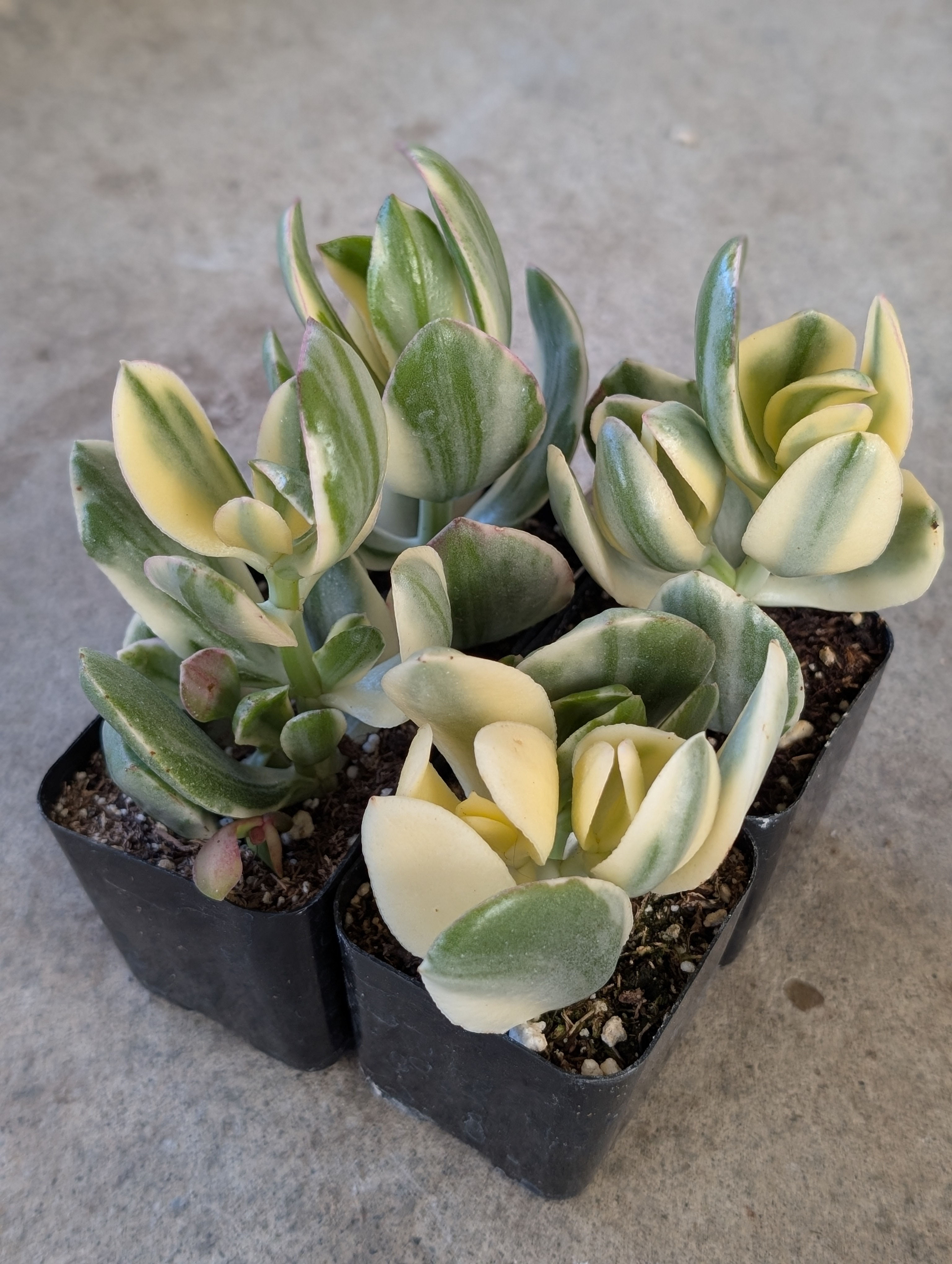 Crassula Ovata f Variegata, 2" pot shown 