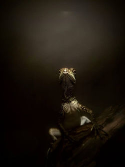 32256809_10155232924547085_4542650122860756992_n