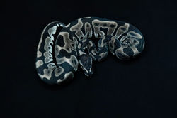 Leopard TSK Axanthic