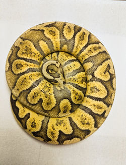 GHI Vanilla Pastel