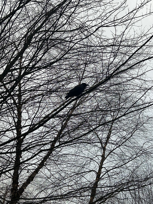 Crow Profile 2.jpeg