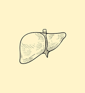 Liver support
