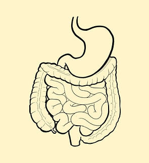 Digestive support