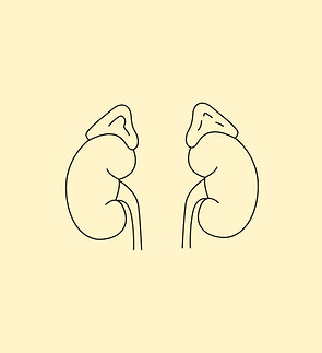 Adrenal support