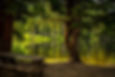Woodland featuring a lake and a bench