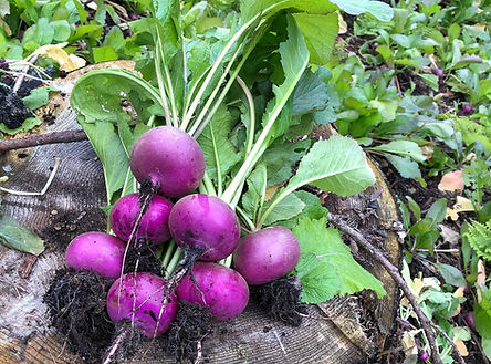 年末年始休業のお知らせ