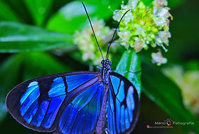 IMG_4420-01_wm.jpeg