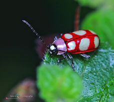 IMG_4427-01_wm.jpeg