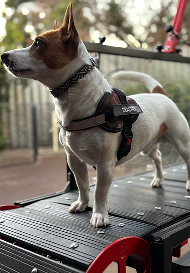 Jack Russell small but fast on treadmill 
