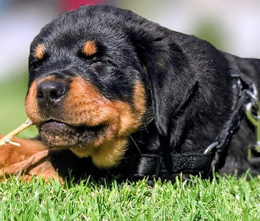 Rottweiler puppy lying on grass and chewing the stick