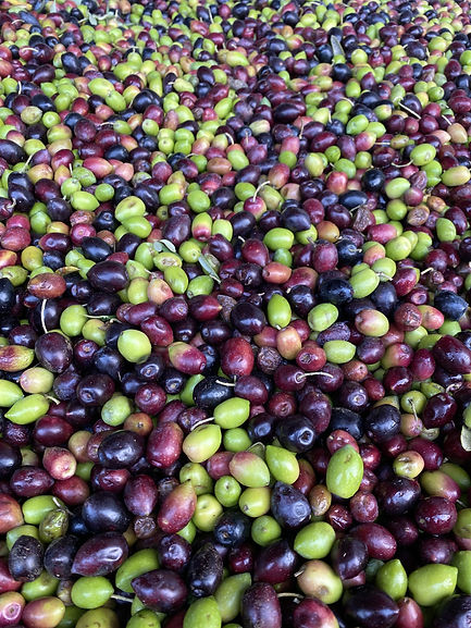 Le moulin de fabi olives pour huile d'olive_edited.jpg