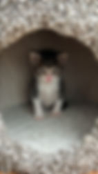 Gato