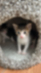 Gato