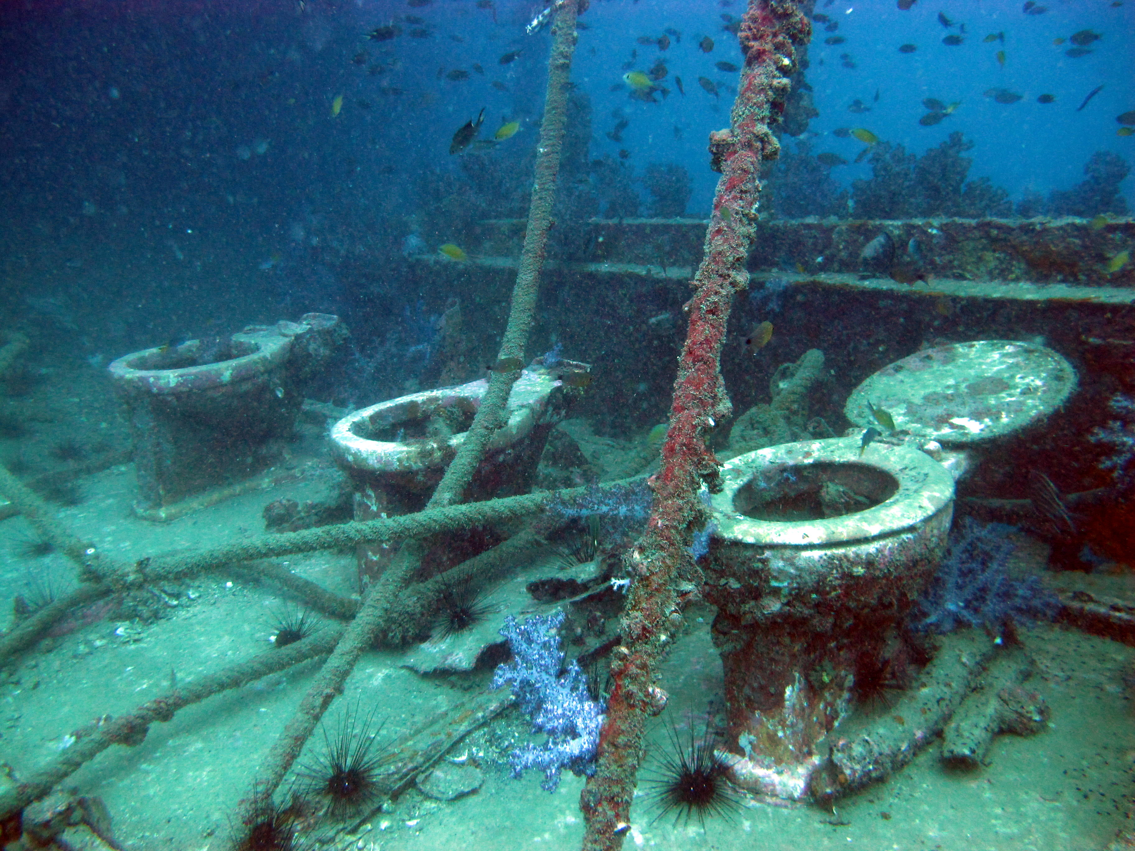 plongées à l'épave du king cruiser; shark point et anemone reef (francophone)