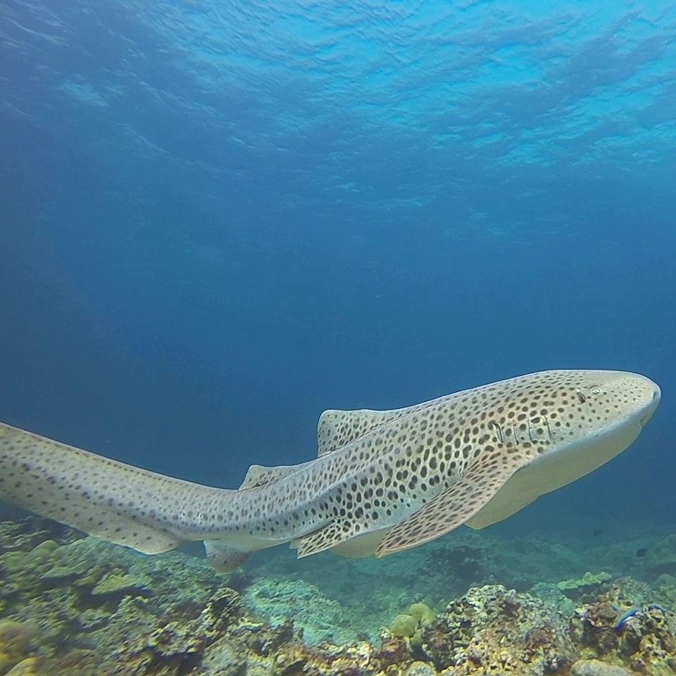 plongées dans le parc maritime de koh phi phi avec instructeur francophone