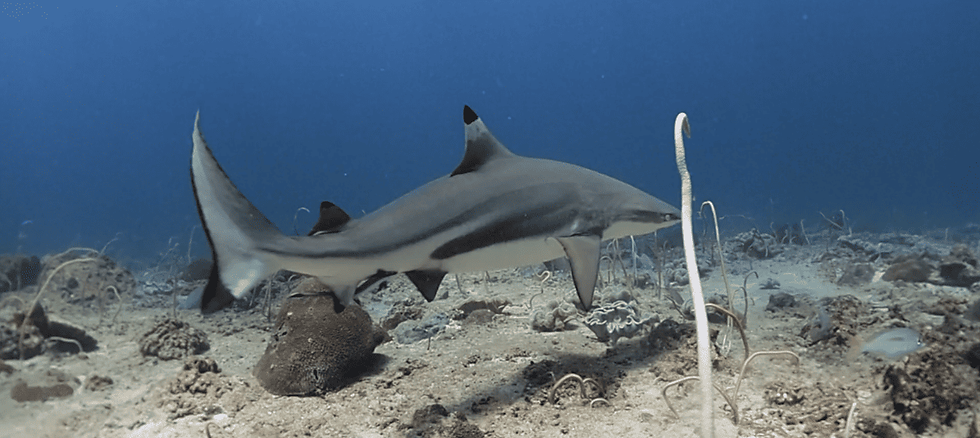 Requin à pointes noires, nageoires pectorales orientées vers les bas, qui n'a pas apprécié de se retrouver si près dun plongeur