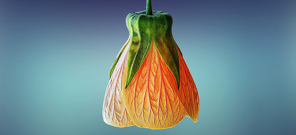 Innovatiecultuur. Praktische coaching om de innovatiekracht van uw organisatie te vergroten en een creatieve cultuur te creëren.