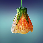 Hanging Flower