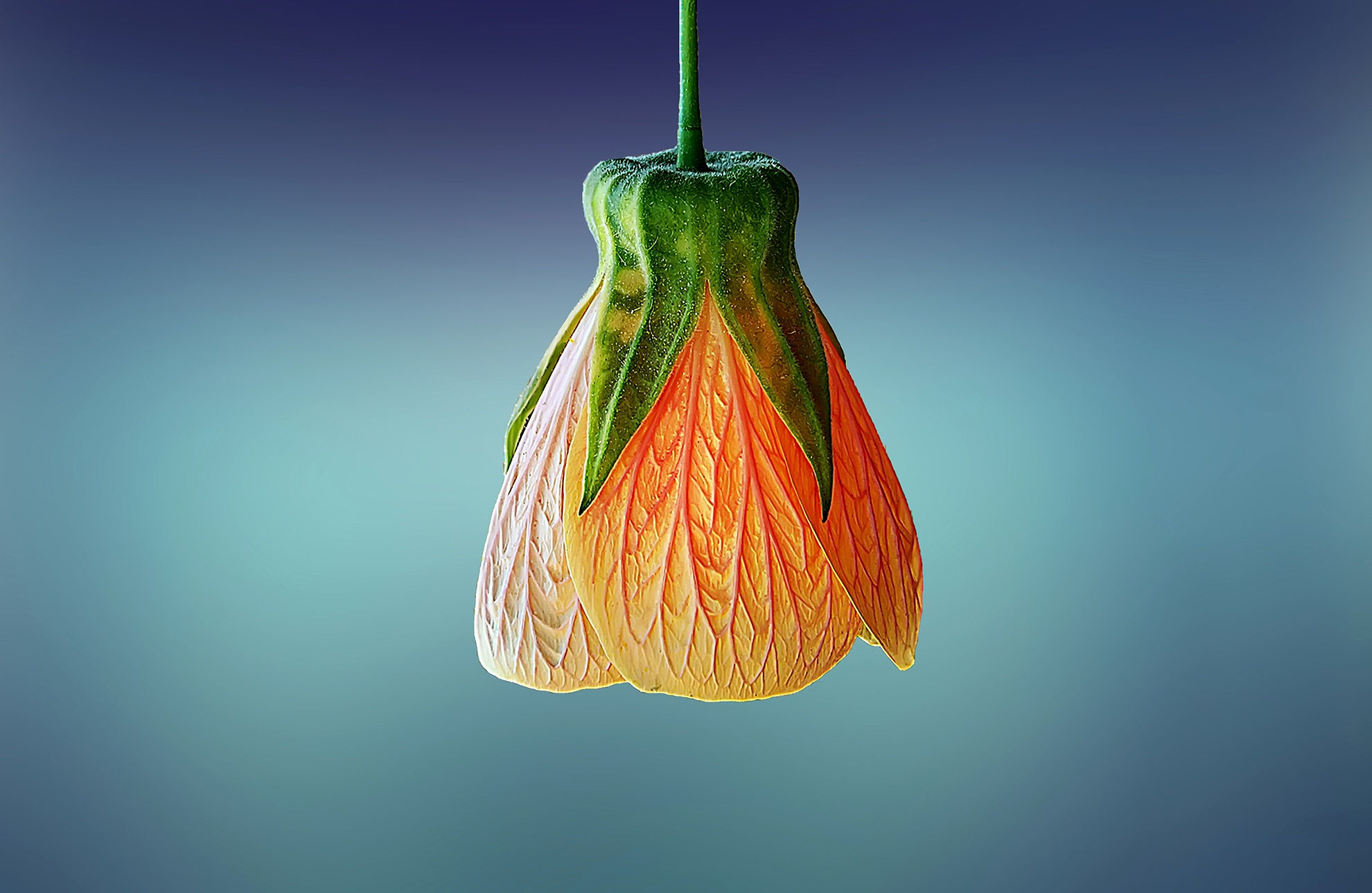 Fleur épanouissement féminin santé naturelle