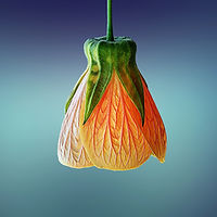 fleur orange forfait stylisme