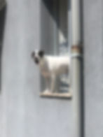 Camino doggie at Povoa de Varzim