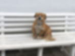 Cute doggie on the Portuguese Coastal Camino