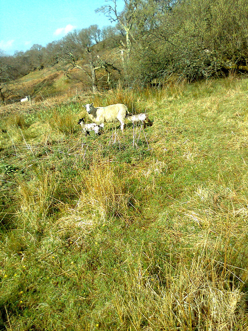 lambing time at Torran Farm