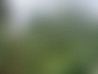 Chihuahua, de los mayores productores de marihuana; revela AMLO