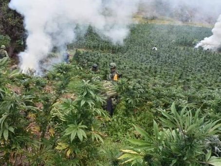 Chihuahua, de los mayores productores de marihuana; revela AMLO